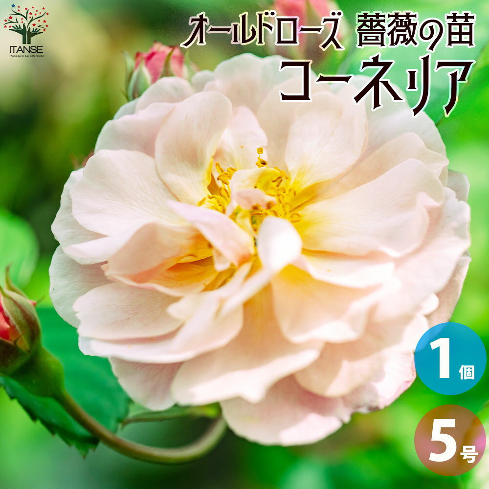 【送料無料】薔薇苗 オールドローズ・コーネリア【花苗 5号角鉢／1個売り】バラ苗 バラの苗 薔薇苗 薔薇の苗 花苗 花の苗 ばら ローズ Rosa 栽培 rosegarden