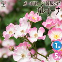 【マラソン中★ポイントUP】薔薇苗 オールドローズ・バレリーナ【花苗 5号角鉢／1個売り】バラ苗 バラの苗 薔薇苗 薔薇の苗 花苗 花の苗 ばら ローズ Rosa 栽培 rosegarden