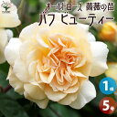 【マラソン中★ポイントUP】薔薇苗 オールドローズ・バフ ビューティー【花苗 5号角鉢／1個売り】バラ苗 バラの苗 薔薇苗 薔薇の苗 花苗 花の苗 ばら ローズ Rosa 栽培 rosegarden