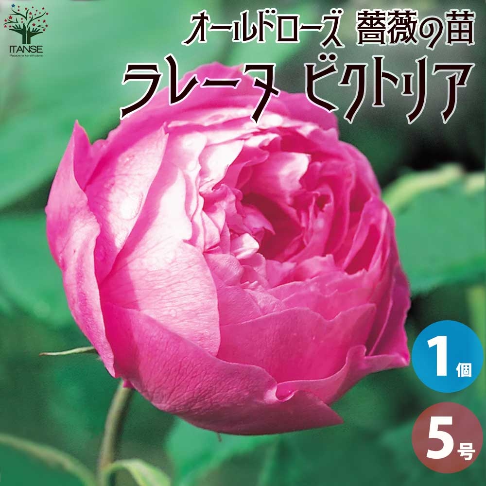 【送料無料】薔薇苗 オールドローズ・ラレーヌ ビクトリア【花苗 5号角鉢／1個売り】バラ苗 バラの苗 薔薇苗 薔薇の苗 花苗 花の苗 ばら ローズ Rosa 栽培 rosegarden