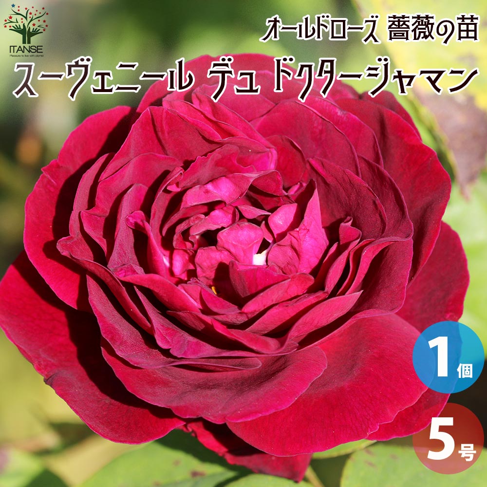 【送料無料】薔薇苗 オールドローズ・スーヴェニール デュ ドクタージャマン【花苗 5号角鉢／1個売り】バラ苗 バラの苗 薔薇苗 薔薇の苗 花苗 花の苗 ばら ローズ Rosa 栽培 rosegarden