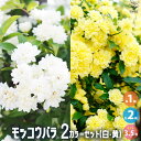 【P2倍★マラソン期間中】モッコウバラ 白・黄色セット 2品種各1個【花苗 3.5号ポット/お買い得2個セット】モッコウバラ苗 モッコウバラの苗 八重咲き 薔薇...