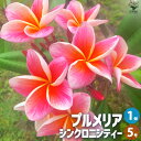 【P2倍★マラソン期間中】プルメリア苗木 品種:シンクロニシティー【花苗 5号鉢/1個売り】プルメリア 熱帯花木 熱帯植物 花の苗 花木