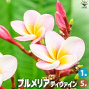 【P2倍★マラソン期間中】プルメリア苗木 品種:ディヴァイン【花苗 5号鉢/1個売り】プルメリア 熱帯花木 熱帯植物 花の苗 花木