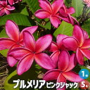 【P2倍★マラソン期間中】プルメリア苗木 品種:ピンクジャック【花苗 5号鉢/1個売り】プルメリア 熱帯花木 熱帯植物 花の苗 花木