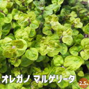 【送料無料】オレガノマルゲリータ 花苗 2.5号ポット 花オレガノ ガクの保ちが良いので、切り花やドライフラワーにも使われます 送料無料 即納
