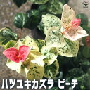 【送料無料】初雪カズラ ピーチ【花苗 3号ポット】花苗 花の苗 花 苗 カラーリーフの苗 初雪カズラ ハツユキカズラ 初雪カヅラ