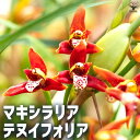 【送料無料】マキシラリヤ テヌイフォーリア【花苗 3.5号ポット】着生植物 マキシラリヤ テヌイフォーリア ガーデニング 鑑賞 栽培 庭園 菜園