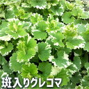 【送料無料】斑入りグレコマ 花苗 9cmポット グランドカバー 垣通し 連銭草 カラーリーフ 敷物 芝 送料無料 即納