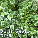 【P2倍★マラソン期間中】クローバー ティント ヴェール【花苗 9cmポット】カラーリーフ グランドカバー 寄せ植え ガーデニング