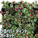 【送料無料】クローバー ティント ガーネット 花苗 9cmポット カラーリーフ グランドカバー 寄せ植え ガーデニング 送料無料 即納