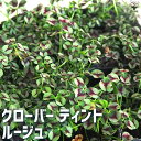 【P2倍★マラソン期間中】クローバー ティント ルージュ【花苗 9cmポット】カラーリーフ グランドカバー 寄せ植え ガーデニング