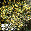 ITANSE コロキアコトネアスター 花苗 5号鉢 花木 花木苗 カラーリーフ 低木 ガーデニング 送料無料 即納