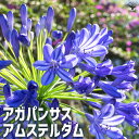 【P2倍★マラソン中】ITANSE アガパンサスアムステルダム 花苗 5号鉢 花の苗 ユリ 紫君子蘭 ガーデニング 送料無料 即納