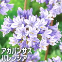 【P2倍★マラソン中】ITANSE アガパンサスバレンシア 花苗 5号鉢 花の苗 ユリ 紫君子蘭 ガーデニング 送料無料 即納