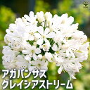 アガパンサスグレイシアストリーム花の苗 ユリ 紫君子蘭 ガーデニング