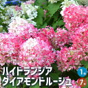【ポイント2倍★マラソン期間】ハイドランジア ダイアモンドルージュ 花苗 7号鉢 花木 花木の苗 花の苗 アジサイ あじさい 紫陽花 送料無料 即納