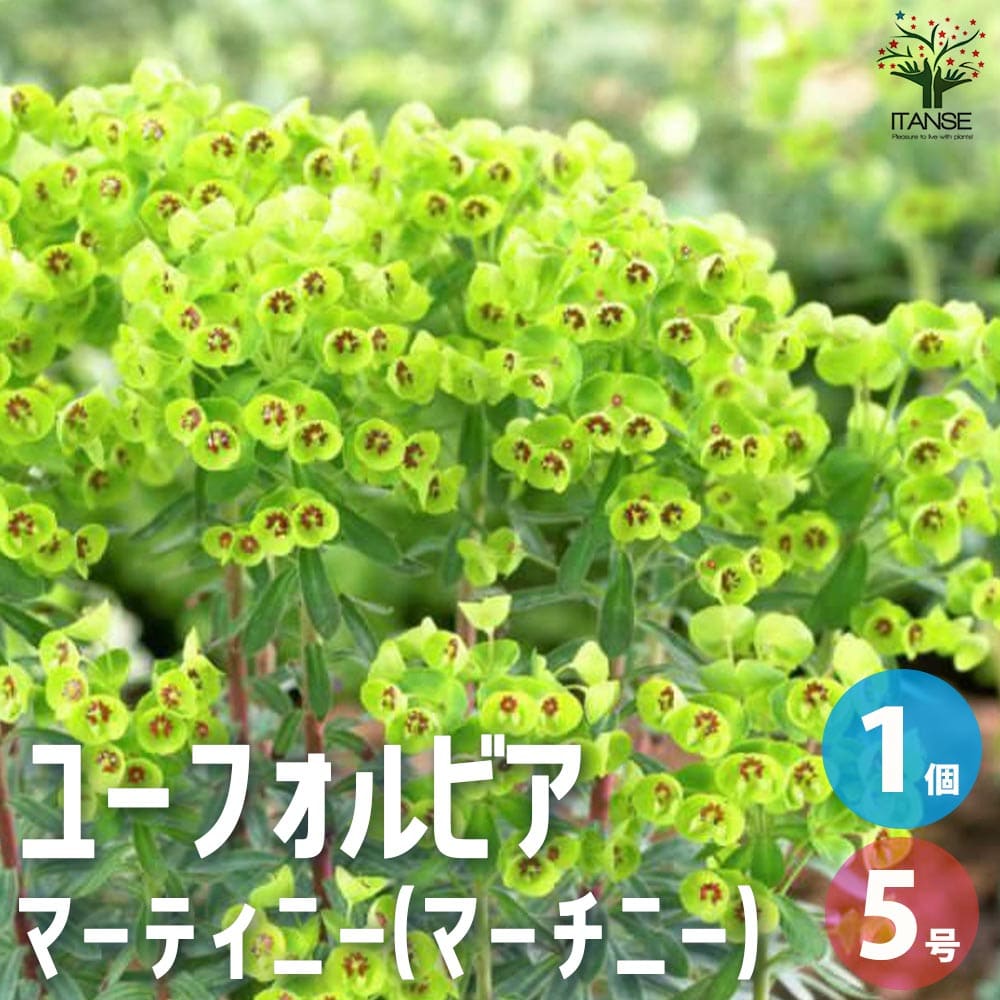 【マラソン中★ポイントUP】ユーフォルビア マーティニー【花木苗 5号鉢】花苗 お花 宿根草 多年草 園芸品種 カラーリーフ 苗木 花木 庭木 植木