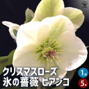 【送料無料】クリスマスローズ 氷の薔薇 ビアンコ 花苗 5号鉢 1個売り クリスマスローズ苗 キンボウゲ ヘレボルス 多花性 カラーリーフ 生け垣 生垣 庭木 ...