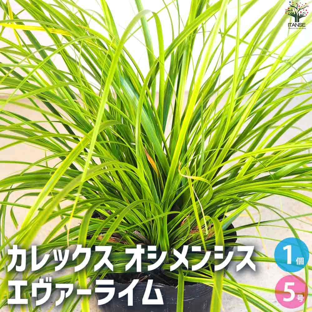 【送料無料】カレックス オシメンシス エヴァーライム【花苗 5号ポット】カラーリーフ 草の苗 草 苗 リーフ カレックス Carex oshimensis カヤツリグサ