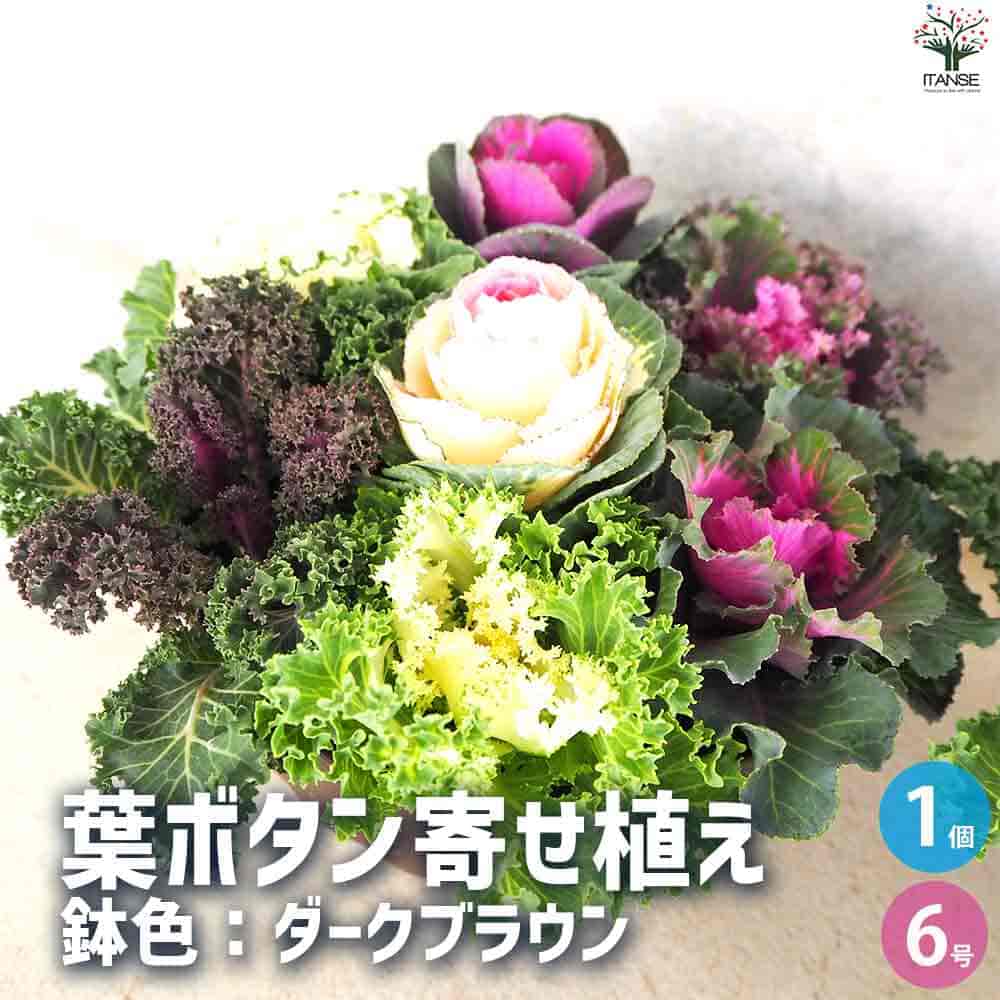 【送料無料】葉ボタン 寄せ植え 鉢色：ダークブラウン 花苗 6号鉢 カラーリーフ 観賞用 花の苗 花苗 ガ..