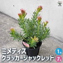 【送料無料】ミメティス クラッカージャックレッド【花苗 7号鉢】花の苗 花木 ミメテス プロテア 寄植え 寄せ植え