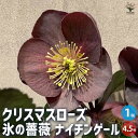 【品種特徴】花数が多く、大きく育つ品種です。花は6cm程、ややカップ咲きで、クラシックな花姿が楽しめます。灰がかったピンク色の花色には気品が感じられ、空間を上品に彩ってくれます。比較的背丈が出る品種で、鉢植えでも地植えでも楽しむことができます。翌年も綺麗に咲かせるためには、冬場の低温にあててください。耐寒性があり、とても丈夫なので、初心者の方にもオススメです。【クリスマスローズについて】クリスマスローズは、冬から春先まで花が楽しめる、観賞用の園芸品種です。茎がなく、根本から葉柄と花柄が別々に伸びる、独自の美しい花姿をしています。品種改良によって様々な品種が生み出されており、花色、花形のバリエーションが豊富です。寂しくなりがちな冬に彩りを与えてくれる、貴重な花々です。【氷の薔薇について】「氷の薔薇(Ice N'roses)」シリーズは、ドイツのホイガー社が育成したクリスマスローズで、組織培養(メリクロン)により作出されたブランド品種です。メリクロンとは、分裂組織を無菌的に培養してできた苗を指し、品質差のない同質の苗をつくることができる交配技術です。このシリーズには、従来のクリスマスローズよりも優れた点が多々あり、1.茎や花弁に厚みがある。2.寒さや暑さにも強い。3.たくさん花がつく。4.ほかにはない花弁の色合いをもつ。5.その花色が色あせしにくい、などの特徴を有しています。同シリーズの品種が2017年IPMエッセン（国際園芸博）で最優秀賞を受賞するなど、国際的にも評価されています。学名：Helleborus ×glandorfensis ('Ice N'roses')タイプ：キンポウゲ科ヘレボルス属 耐寒性常緑多年草原産地：ヨーロッパ、西アジア英名：Hellebore, Christmas rose開花時期：1〜4月頃花色：くすんだピンク草丈：50〜60cm耐寒性：強い耐暑性：普通【花木・多年草・宿根草苗に関してのご案内】花木・多年草・宿根草は開花時期以外は、剪定後の花の無い葉だけの状態、または地上部の無い状態で出荷致します。落葉樹は秋から春の落葉時期は、葉が無いか葉が傷んだ状態で出荷します。そのまま植え付けて頂くと、生長時期に大きく育ち、枝数・花数が増えていきます。また、花木苗や植木苗木などは樹形を整えて枝数を増やすために、主枝の頂上部などを剪定して出荷する場合がございます。剪定は、お届け後の苗を姿良く生長させるために必要な作業として、それぞれの品種と個体に合わせて適時行っております。ご了承ください。【育て方】■日当たり・置き場所明るめの日陰、半日陰を好みます。日なたでも育ちますが、真夏の直射日光が長時間当たる場所は避けましょう。■用土水はけの良い土壌が適しています。酸度は弱酸性から中性が望ましいです。■水やり・鉢植えの場合生育期にあたる10〜5月までは、鉢土の表面が乾いたらたっぷりと水を与えます。冬は夕方に水を与えると、夜間の冷え込みのため根が凍結してしまうこともあるため、晴れた日の午前中に行いましょう。6〜9月は高温多湿になるため根腐れを起こしやすい時期です。この時期は、乾燥気味に育てた方がよいでしょう。・庭植えの場合夏に何日も雨が降らない時を除いて、基本的に水やりの必要はありません。■肥料・1回目の施肥の時期10月から11月初旬の生育が始まる時に、緩効性の化成肥料を 肥料を与えましょう。この時期施肥することで、花付きが良くなりますので忘れずに与えましょう。鉢植えの場合は、庭で育てている場合と違い、水やりや降雨によって肥料分が流されてしまいます。10〜5月までの間、不足するようでしたらリン酸分の多い肥料や液肥で補いましょう。・2回目の施肥の時期花期が終わった4月にお礼肥の追肥をしましょう。ゆっくりじっくり効くように1回目同様、緩効性の化成肥料を与えましょう。■ふやし方株分けの適期は10月〜12月ですが、11月から翌年3月まで行うことができます。あまり細かく分けると株分け後の生育が悪くなるので、少なくとも3芽以上つくように分けましょう。■花がら摘み花後も花がらを観賞できますが、汚れて見苦しくなり始めたら、花柄を株元から切り取ります。タネをとる場合は、タネが成熟するのを待って、花柄を切り取ります。■古葉取り秋に新芽が展開し始めたら、古い葉をつけ根から切り取ります。適期は11月〜12月です。枯れた葉や傷んだ葉は見つけしだい、取り除いてください。【お読みください】植物には個体差があり、お届け時には掲載画像と異なったイメージになる場合が御座います。背丈・株張りなどは出荷タイミングや季節などで、小さくなったり大きくなったりします。植物の状態を確認し、生育に問題が無い事を確認して出荷しております。 ご了承ください。【検索キーワード】花苗 花の苗 クリスマスローズ 氷の薔薇 ナイチンゲール バラ 薔薇 耐寒性 Helleborus ×glandorfensis 'Ice N'roses' 多年草 キンポウゲ ヘレボルス インテリアグリーン シェードガーデン ガーデニング ベランダ 玄関 花壇 室内 庭植え 寄せ植え 多花性 早く咲く 丈夫 クリスマス クリスマスローズ ドライフラワー 切り花 切花 観賞 プレゼント ギフト 育て方 育てやすい ITANSE イタンセ 送料無料 プライム prime