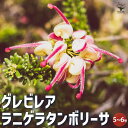【P2倍★マラソン期間中】グレビレア・ラニゲラタンボリーサ【庭木 花木苗5〜6号鉢大苗/1個売り】グレビレア グレヴィレア ラニゲラタンボリーサ ヤマモガシ ラ...