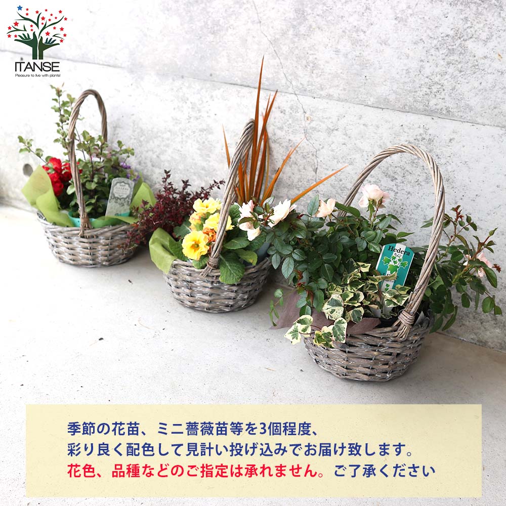 【送料無料】手付きかご 花苗投げ込み見計い 花苗 花苗 ミニ薔薇 見計らい 投げ込...