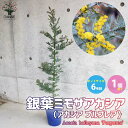 【P2倍★マラソン期間中】アカシア プルプレア(銀葉ミモザアカシア)【庭木 6号鉢苗/1個売り】ギンヨウアカシア ハナアカシア 半耐寒性常緑低木 カラーリーフ