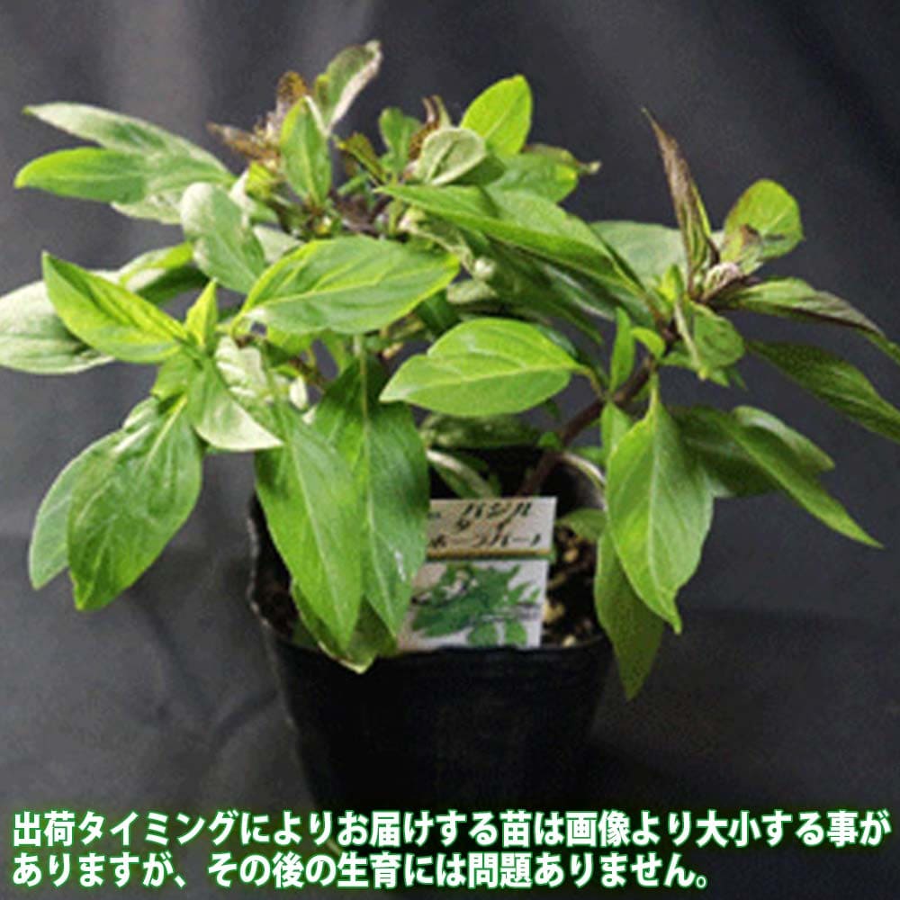 【送料無料】タイバジル ハーブ苗 9cmポット バジル苗 ばじる ハーブティー 芳香剤...