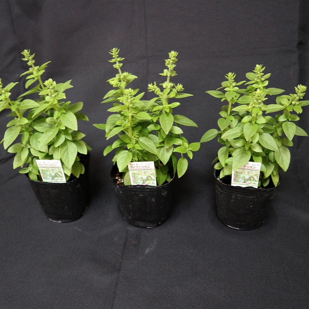 ハーブ苗 香辛料 鑑賞 栽培 ベランダ 健康 ポプリ 園芸 薬草 花壇 入浴剤 ティーガーデニング 家庭菜園 簡単栽培 鉢植え 最新な バジル苗 精油 クラフト アロマテラピー 庭園 グランドカバー トゥルシー ホーリーバジル Herb プランター 庭植え ヴァナ ハーブティー ギフト