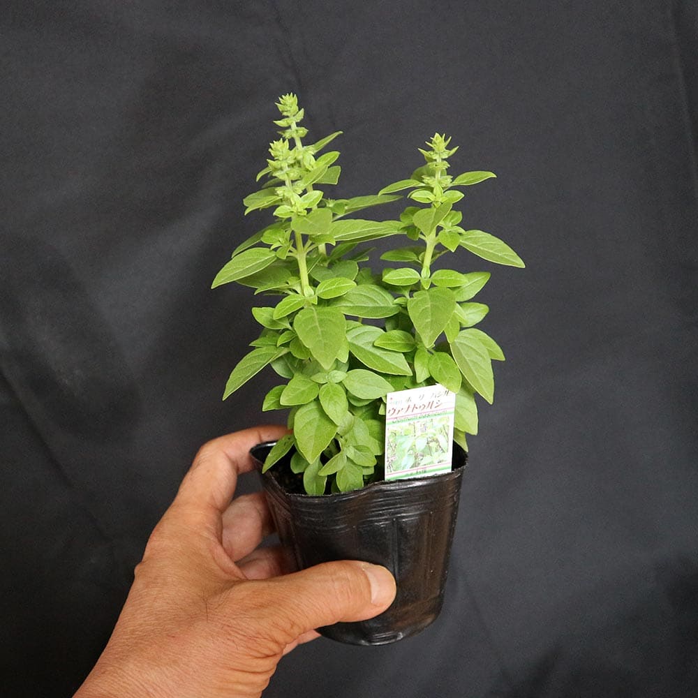 ハーブ苗 香辛料 鑑賞 栽培 ベランダ 健康 ポプリ 園芸 薬草 花壇 入浴剤 ティーガーデニング 家庭菜園 簡単栽培 鉢植え 最新な バジル苗 精油 クラフト アロマテラピー 庭園 グランドカバー トゥルシー ホーリーバジル Herb プランター 庭植え ヴァナ ハーブティー ギフト