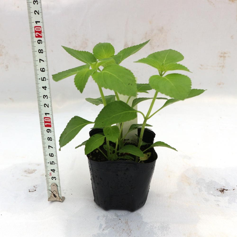 ハーブ苗 香辛料 鑑賞 栽培 ベランダ 健康 ポプリ 園芸 薬草 花壇 入浴剤 ティーガーデニング 家庭菜園 簡単栽培 鉢植え 最新な バジル苗 精油 クラフト アロマテラピー 庭園 グランドカバー トゥルシー ホーリーバジル Herb プランター 庭植え ヴァナ ハーブティー ギフト