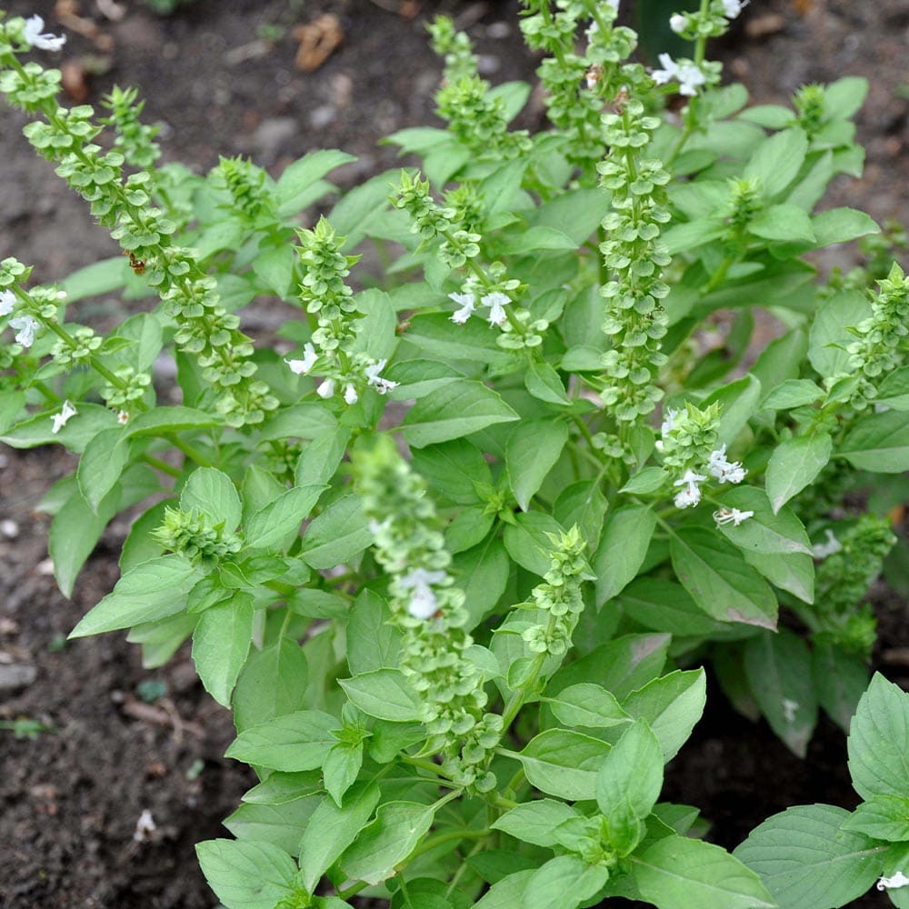 ハーブ苗 香辛料 鑑賞 栽培 ベランダ 健康 ポプリ 園芸 薬草 花壇 入浴剤 ティーガーデニング 家庭菜園 簡単栽培 鉢植え 最新な バジル苗 精油 クラフト アロマテラピー 庭園 グランドカバー トゥルシー ホーリーバジル Herb プランター 庭植え ヴァナ ハーブティー ギフト