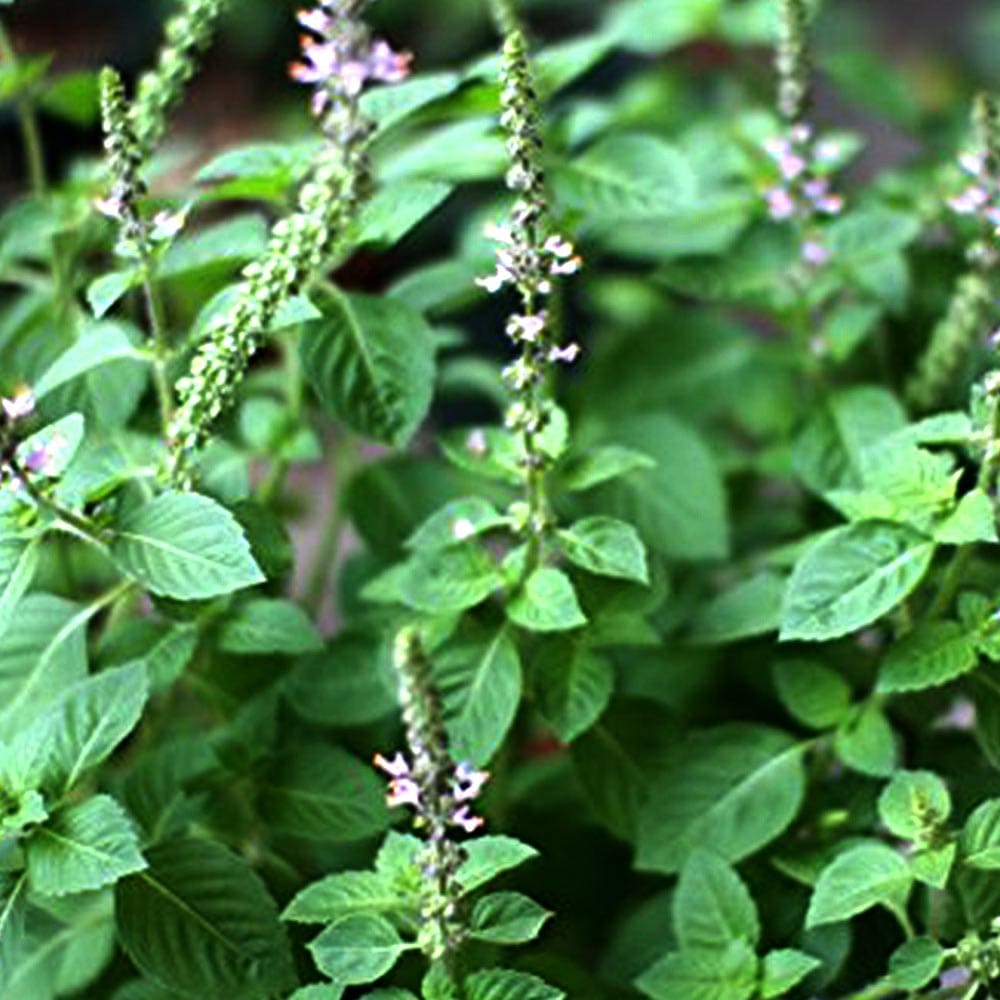 ハーブ苗 香辛料 鑑賞 栽培 ベランダ 健康 ポプリ 園芸 薬草 花壇 入浴剤 ティーガーデニング 家庭菜園 簡単栽培 鉢植え 最新な バジル苗 精油 クラフト アロマテラピー 庭園 グランドカバー トゥルシー ホーリーバジル Herb プランター 庭植え ヴァナ ハーブティー ギフト