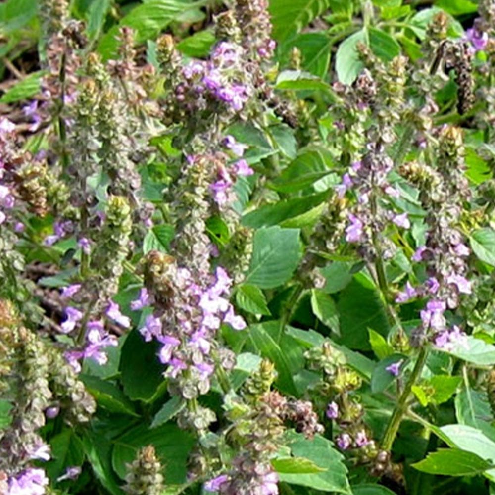 ハーブ苗 香辛料 鑑賞 栽培 ベランダ 健康 ポプリ 園芸 薬草 花壇 入浴剤 ティーガーデニング メーカー再生品 家庭菜園 簡単栽培 鉢植え バジル苗 アロマテラピー プランター Herb ホーリーバジル 庭園 ヴァナ クラフト ハーブティー ギフト 精油 庭植え トゥルシー