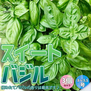 【送料無料】スイートバジル【ハーブ苗 9～10.5cmポット/3個セット】バジル苗 コンパニオンプランツ 寄せ植え ドライハーブ 農園 グランドカバー ベランダ 庭園 アロマテラピー ハーブティー 露地 料理