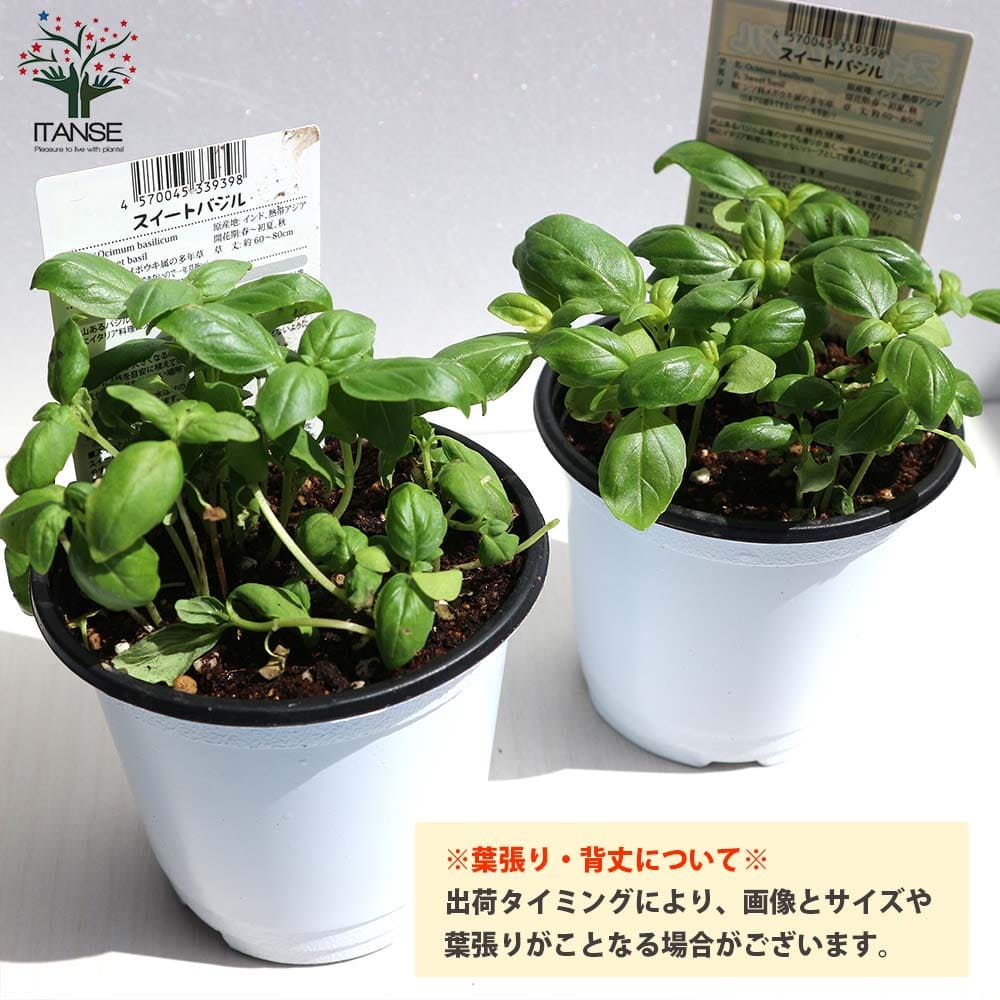 ハーブ苗 香辛料 鑑賞 栽培 ベランダ 健康 ポプリ 園芸 薬草 花壇 ランキングや新製品 入浴剤 ティーガーデニング 家庭菜園 簡単栽培 鉢植え 寄せ植え プランター アロマテラピー スイートバジル 料理 バジル苗 コンパニオンプランツ 庭園 庭植え 農園 露地 ハーブティー ハーブ苗 香辛料 鑑賞 栽培 ベランダ 健康 ポプリ 園芸 薬草 花壇 ランキングや新製品 入浴剤 ティーガーデニング 家庭菜園 簡単栽培 鉢植え 寄せ植え プランター アロマテラピー スイートバジル 料理 バジル苗 コンパニオンプランツ 庭園 庭植え 農園 露地 ハーブティー