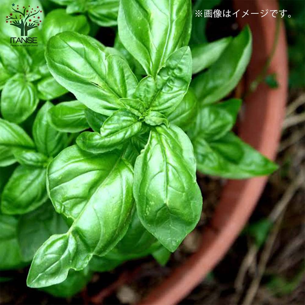 ハーブ苗 香辛料 鑑賞 栽培 ベランダ 健康 ポプリ 園芸 薬草 花壇 ランキングや新製品 入浴剤 ティーガーデニング 家庭菜園 簡単栽培 鉢植え 寄せ植え プランター アロマテラピー スイートバジル 料理 バジル苗 コンパニオンプランツ 庭園 庭植え 農園 露地 ハーブティー
