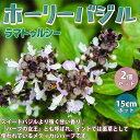 ホーリーバジルの苗【ハーブの苗 15cmポット苗 ／お買い得2個セット】苗 herb ハーブ ハーブ苗 ガーデニング スパイス 香辛料 香り Holy basil バジル バジリコ