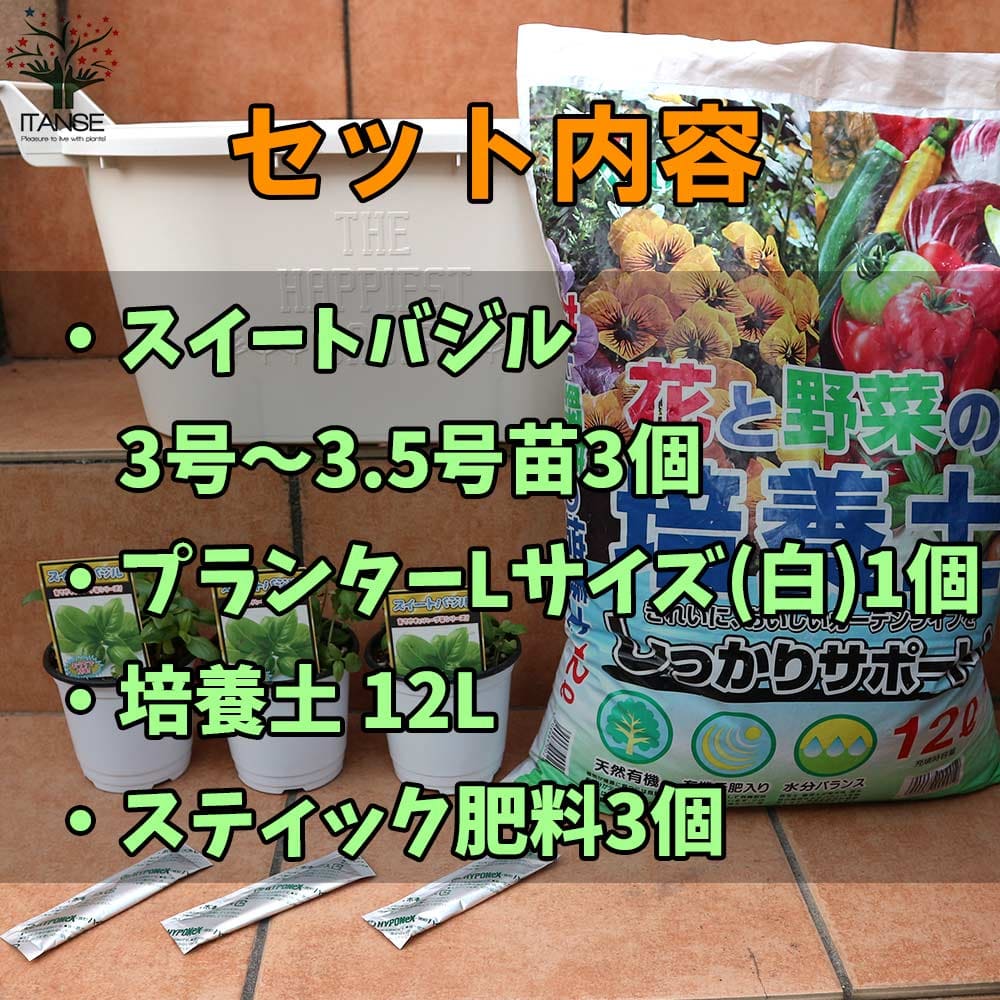 【送料無料】スイートバジル お買い得！栽培セット ハーブの苗 9cm〜10.5cmポット...