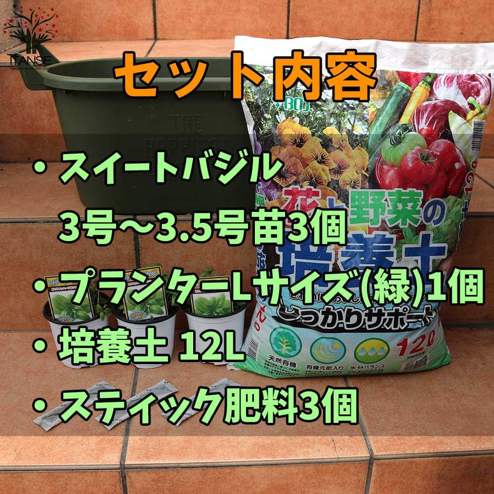 【送料無料】スイートバジル お買い得！栽培セット ハーブの苗 9cm〜10.5cmポット...