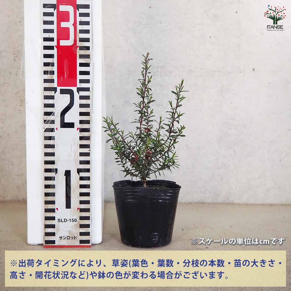 【送料無料】 ティーツリー マヌカ 赤花 【 ハーブの苗 3号 】 花木 花の木 花苗 ...