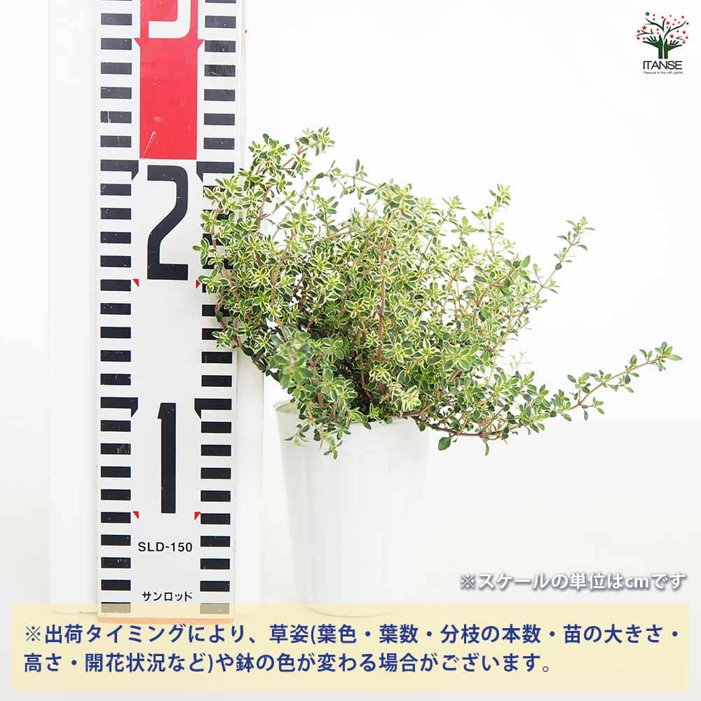 【送料無料】タイム シルバータイム ハーブの苗 2.5号 ハーブの苗 苗 タイム ハー...