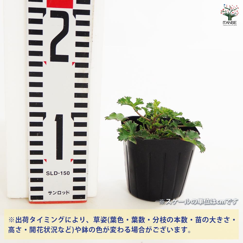 【送料無料】ゼラニウム ストロベリー ハーブの苗 3号 花の苗 ゼラニウム苗 ゼラニ...