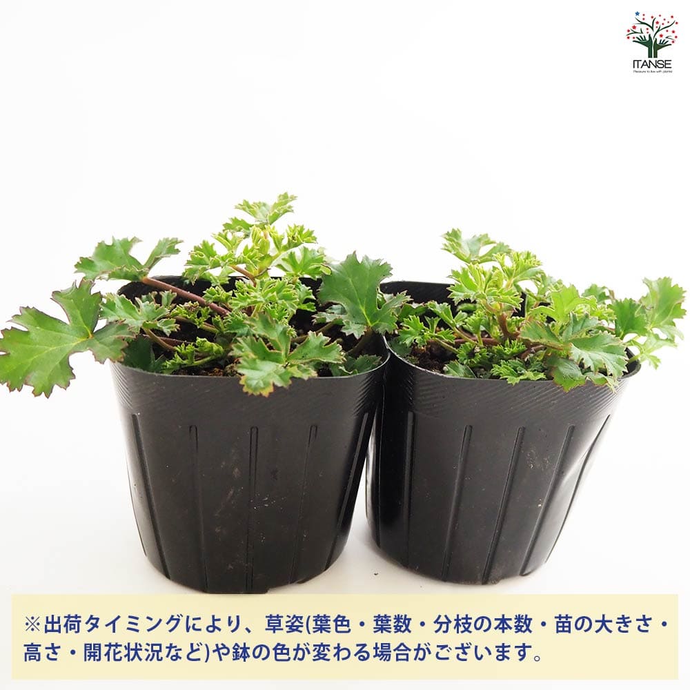 【送料無料】ゼラニウム ストロベリー ハーブの苗 3号 花の苗 ゼラニウム苗 ゼラニ...