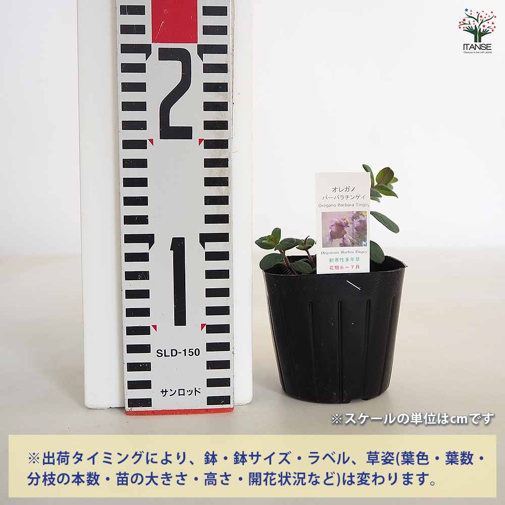 【送料無料】オレガノ バーバラチンゲイ 【 ハーブの苗 3号 】 花オレガノ ガクの...