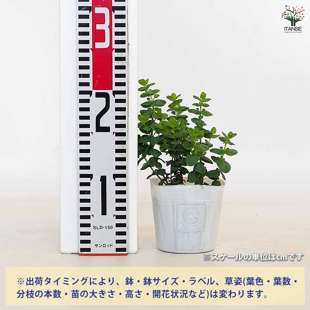 【送料無料】オレガノ ミルフィーユリーフ 【 ハーブの苗 3.5号 】 花オレガノ ガ...