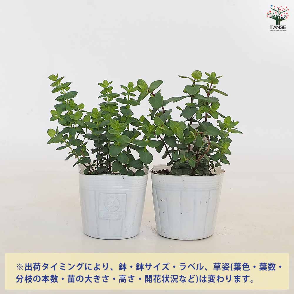 【送料無料】オレガノ ミルフィーユリーフ 【 ハーブの苗 3.5号 】 花オレガノ ガ...